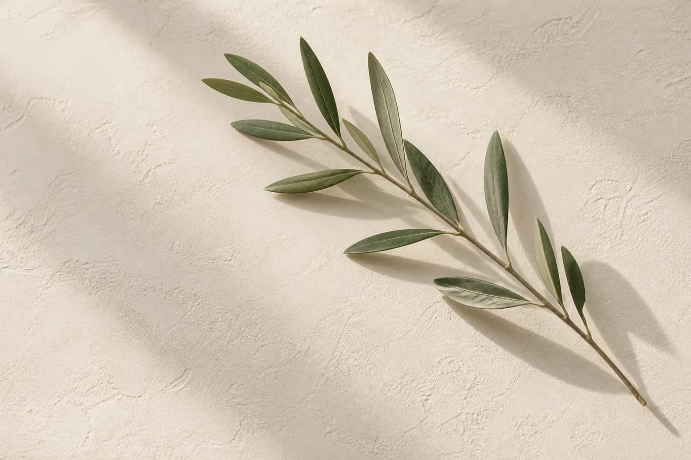 Original studio image of an olive branch and its shadow